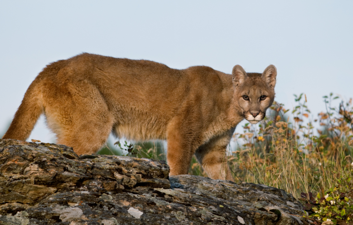 Mountain Lion (Puma concolor)