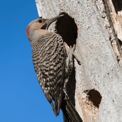 Northern Flicker