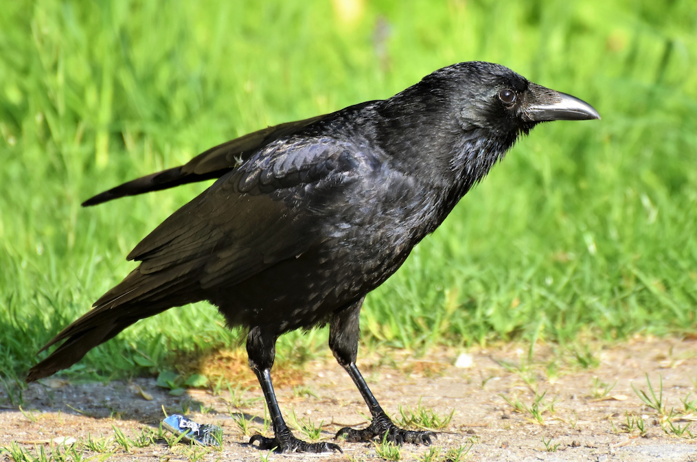 American Crow