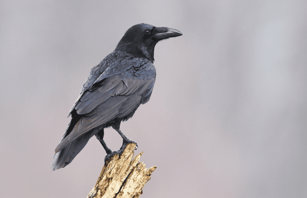 Common Raven