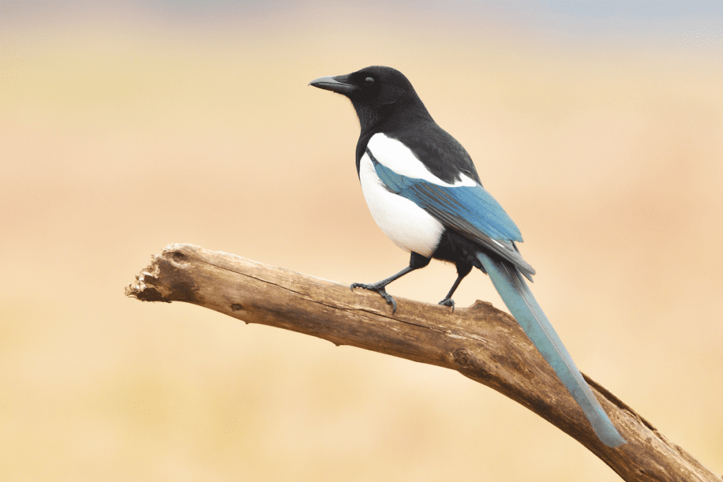 Black-billed Magpie (Pica hudsonia)