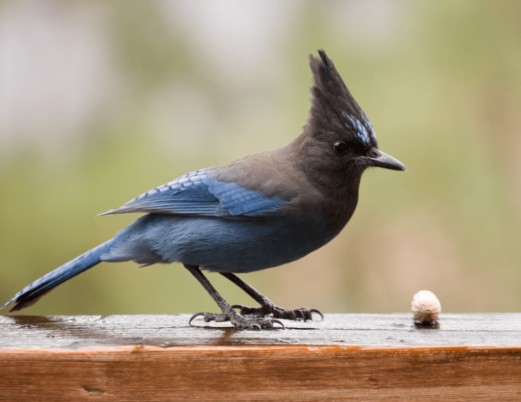 Stellar Jay