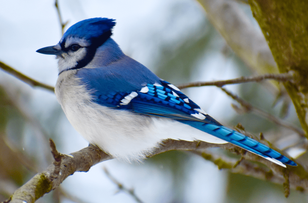  Canada Jay (Perisoreus canadensis)