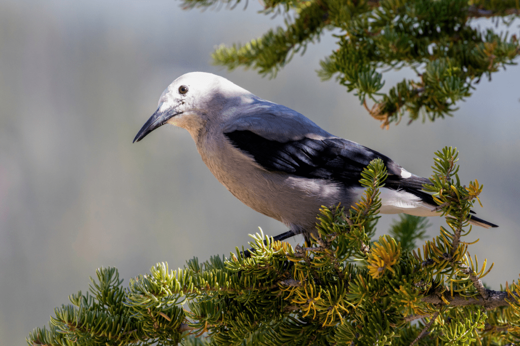 Clark’s Nutcracker (Nucifraga columbiana)