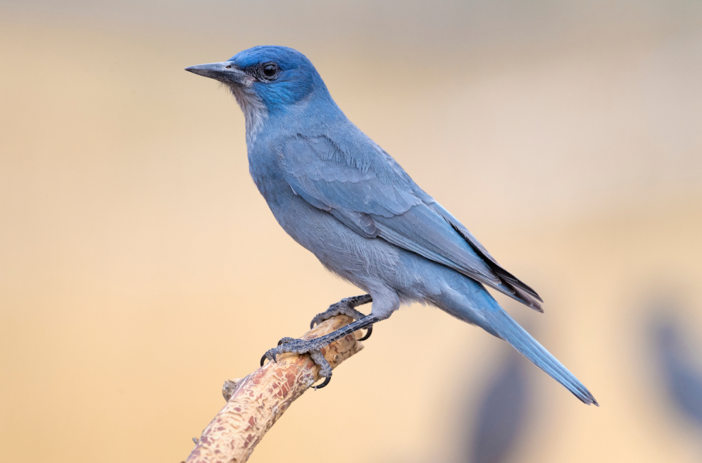 Pinyon Jay (Gymnorhinus cyanocephalus)