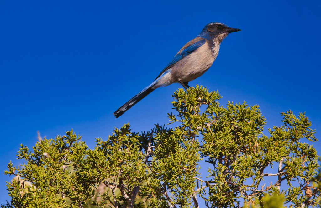 California Scrub-Jay (Aphelocoma californica)