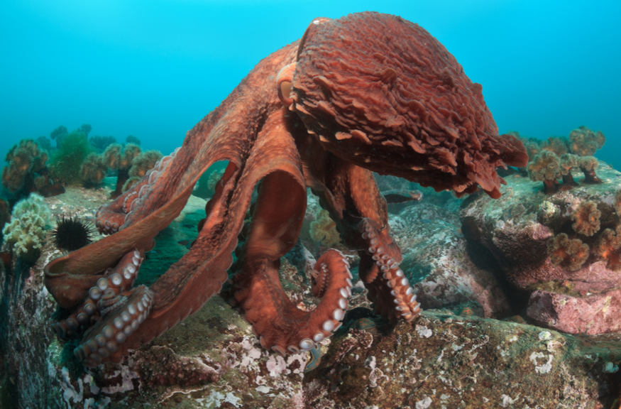 Giant Pacific Octopus (Enteroctopus dofleini)