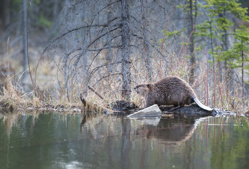 A Historic Return of Beavers in Sierra Nevada