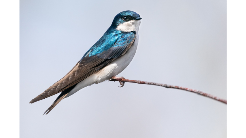 Tree Swallow with iridescent blue-green upperparts and white underparts, perched on branch.