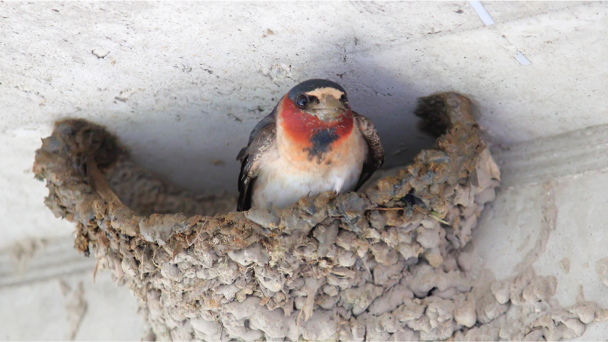 Cliff Swallow with a squared tail and distinctive white forehead patch, perched on a mud nest.