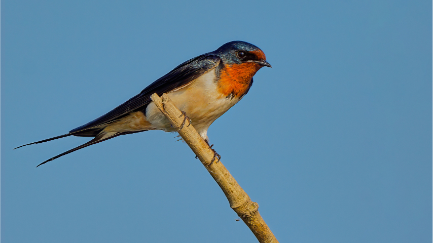 Barn Swallow with long, forked tail and blue and orange plumage.