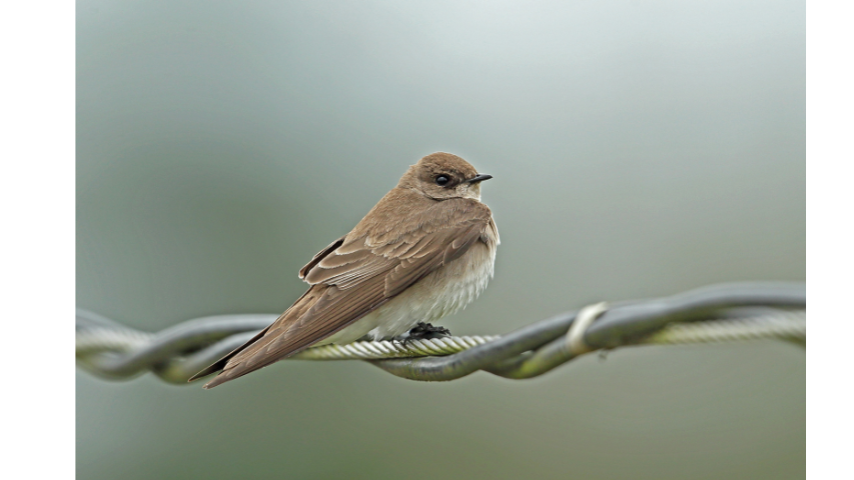 Northern Rough-winged Swallow with brown upperparts and pale underbelly, perched on a wire