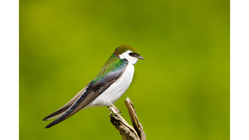 Violet-green Swallow with iridescent green and purple plumage, perched on a branch