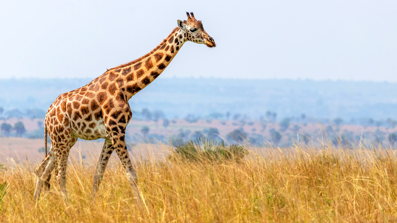 Why did the USFW just list Giraffes as an endangered species?